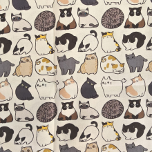 בד חתלתולים 